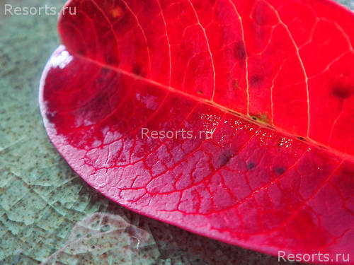 Banyan Tree Bintan 14